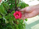 Ipomoea Horsfalliae 